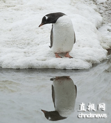 企鹅“照镜子”10分钟 陶醉于倒影显自恋