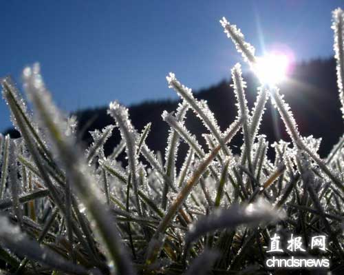 寒冷季节的“晨霜”奇妙景观