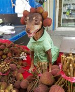  台湾萌犬身着水果蔬菜帮主人揽生意 