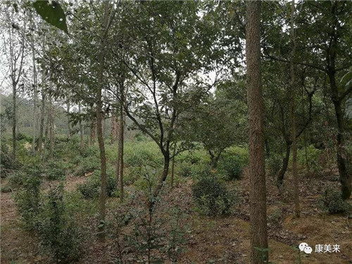 康美来余春富董事长视察云湶谷大别山土鸡养殖场