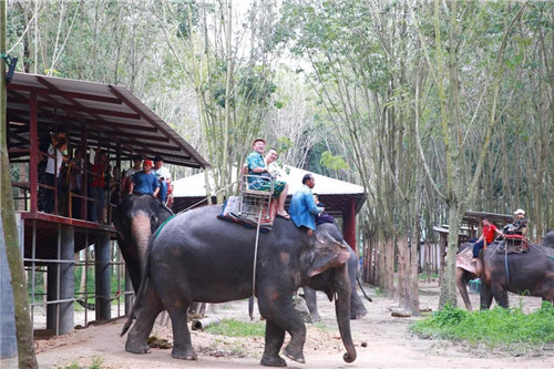 卫康游学之旅尽览异国热辣风光