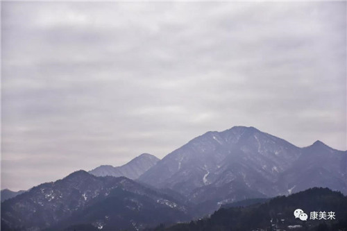 康美来大别山桑黄基地昨日采收