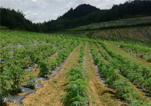 康恩贝2.4万亩工业大麻种植顺利完成