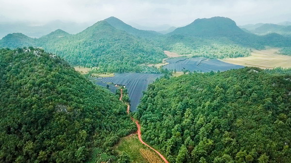 云南三七种植基地.jpg