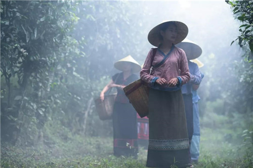 理想聚焦“茶叶+三七+大麻”三棵植物，打造绿色食品牌，共建理想生活