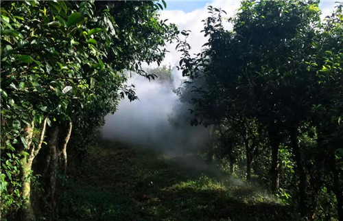 寻茗记丨一杯龙润红茶的自然密码和历史传奇